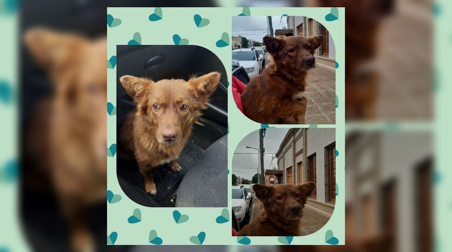 Buscan hogar de tránsito para Choco