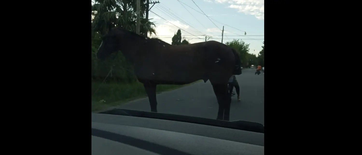 Reclamo por caballo suelto
