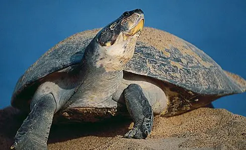 ¡INCREÍBLE! Descubren una Tortuga con 13 MILLONES de años, fosilizada en el desierto de la Tatacoa en Colombia