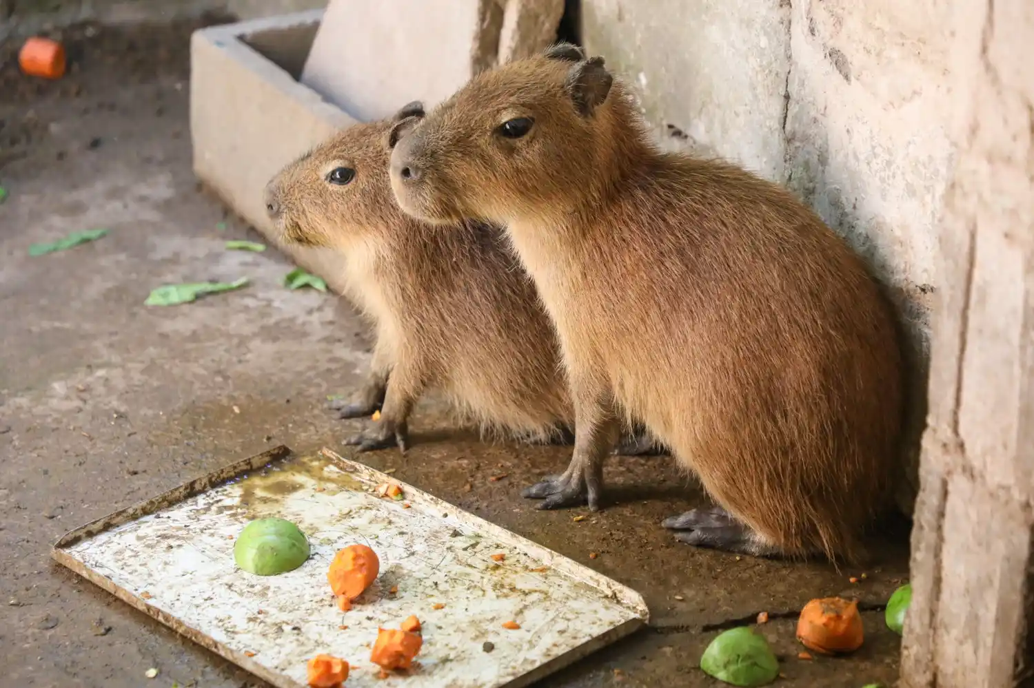 Dos de los carpinchos rescatados en los últimos días.