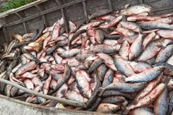 En el río Paraná: un fallo judicial ordena a la provincia diseñar un plan para evitar la depredación de peces