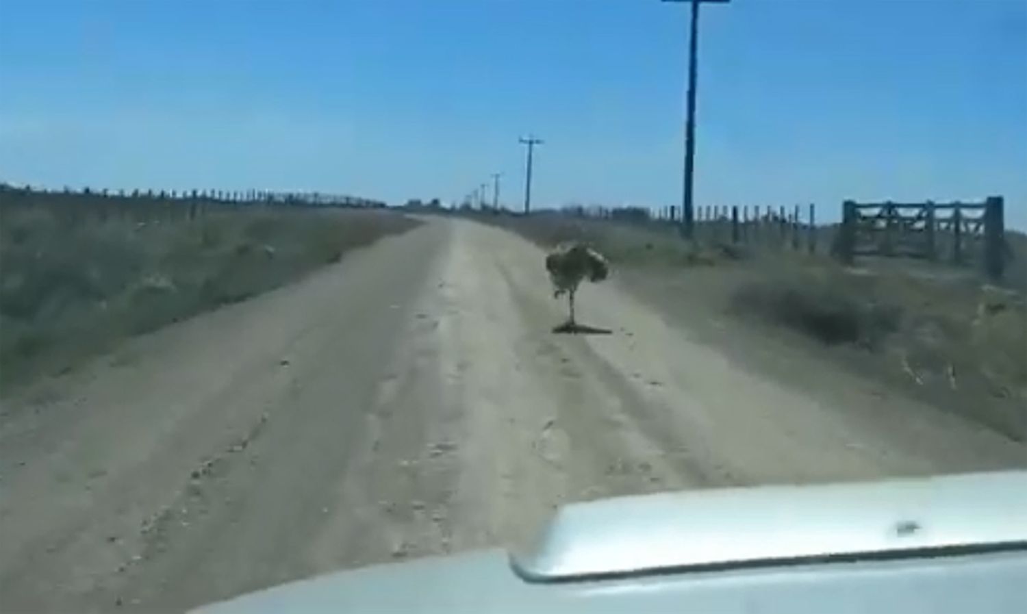 La dueña del ñandú pide que "no lo maten" y que se comuniquen con ella para su resguardo