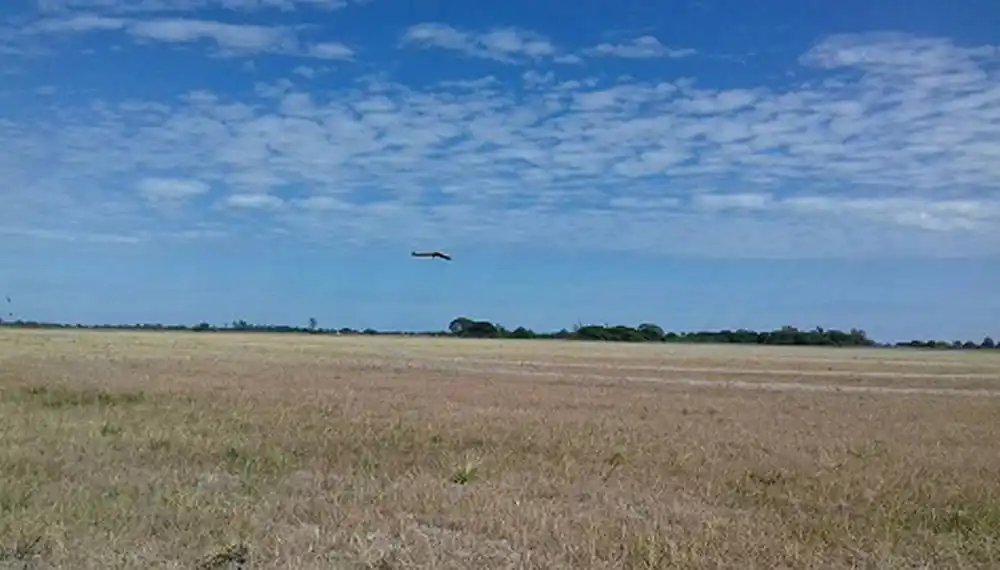 Finaliza la cosecha de arroz en Entre Ríos con mayores rendimientos