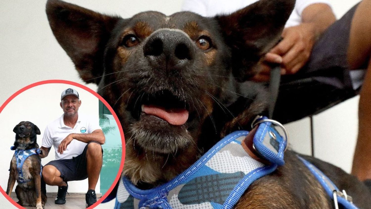 La perrita Bella sobrevivió a un naufragio y ya tiene un papá humano para vivir feliz