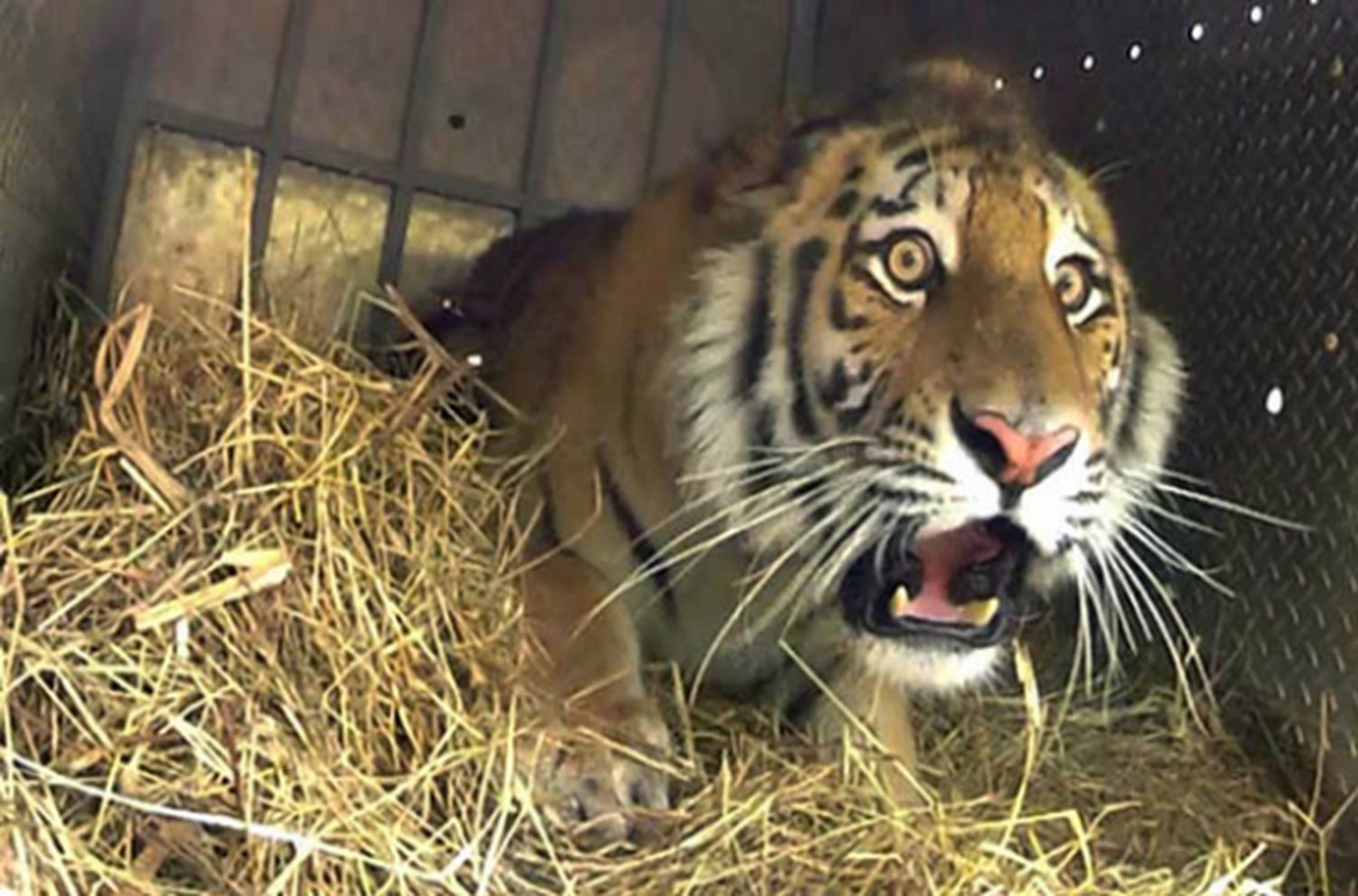 Emocionante: liberan tres tigres en Rusia ¡Miralo!
