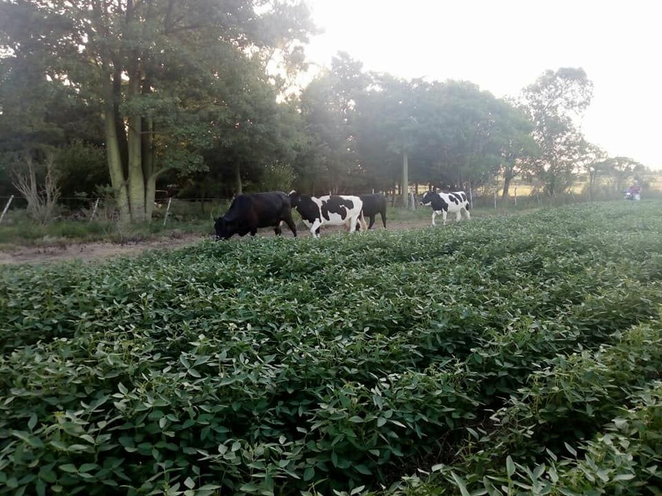 Invadieron un campo sembrado con soja y causaron importantes estragos