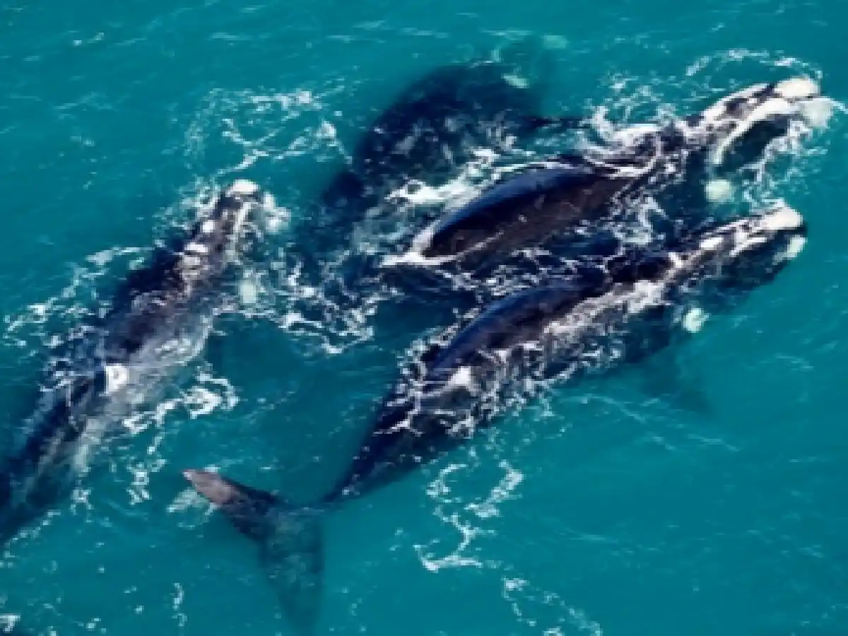 Alerta por "marea roja" en Península Valdés: investigan la relación con muerte de ballenas