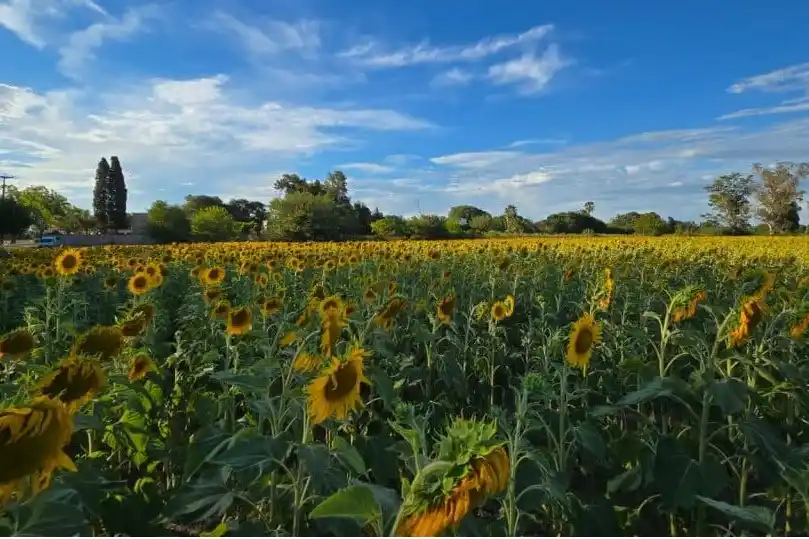 el campo de girasoles de San Nicolás. Foto: Diario El Norte