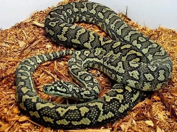 Pitón Alfombra Diamantina (Moreira Spilota)