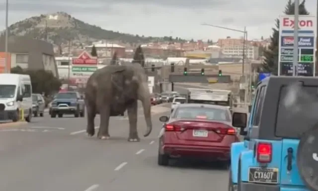 Viola, el nombre del elefante, tiene 58 años