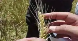 Ajustar la fertilización nitrogenada es fundamental para tener éxito en la rentabilidad del trigo