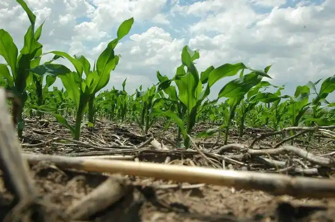 La voz del productor: El fantasma de la sequía. Incertidumbre corre por las tranqueras