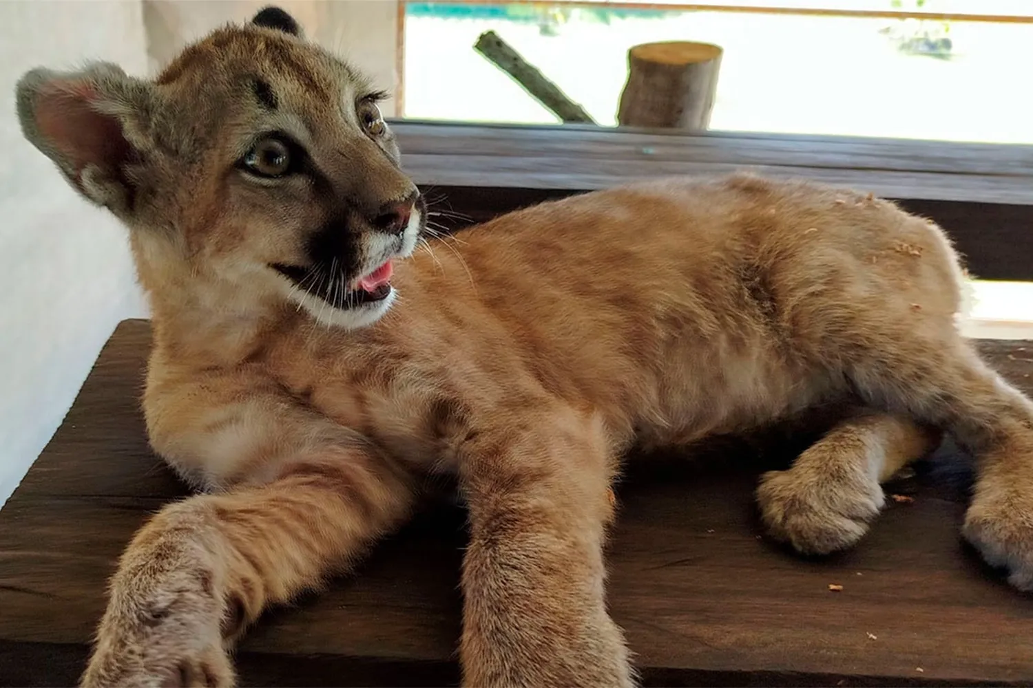 Rescataron a una cachorra de puma en una vivienda de Entre Ríos