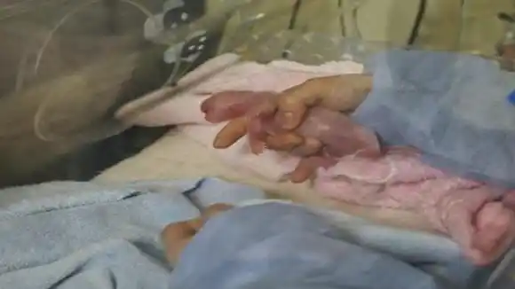 PEQUEÑOS, ROSADOS E IDÉNTICOS: España logra el nacimiento de gemelos de panda gigante