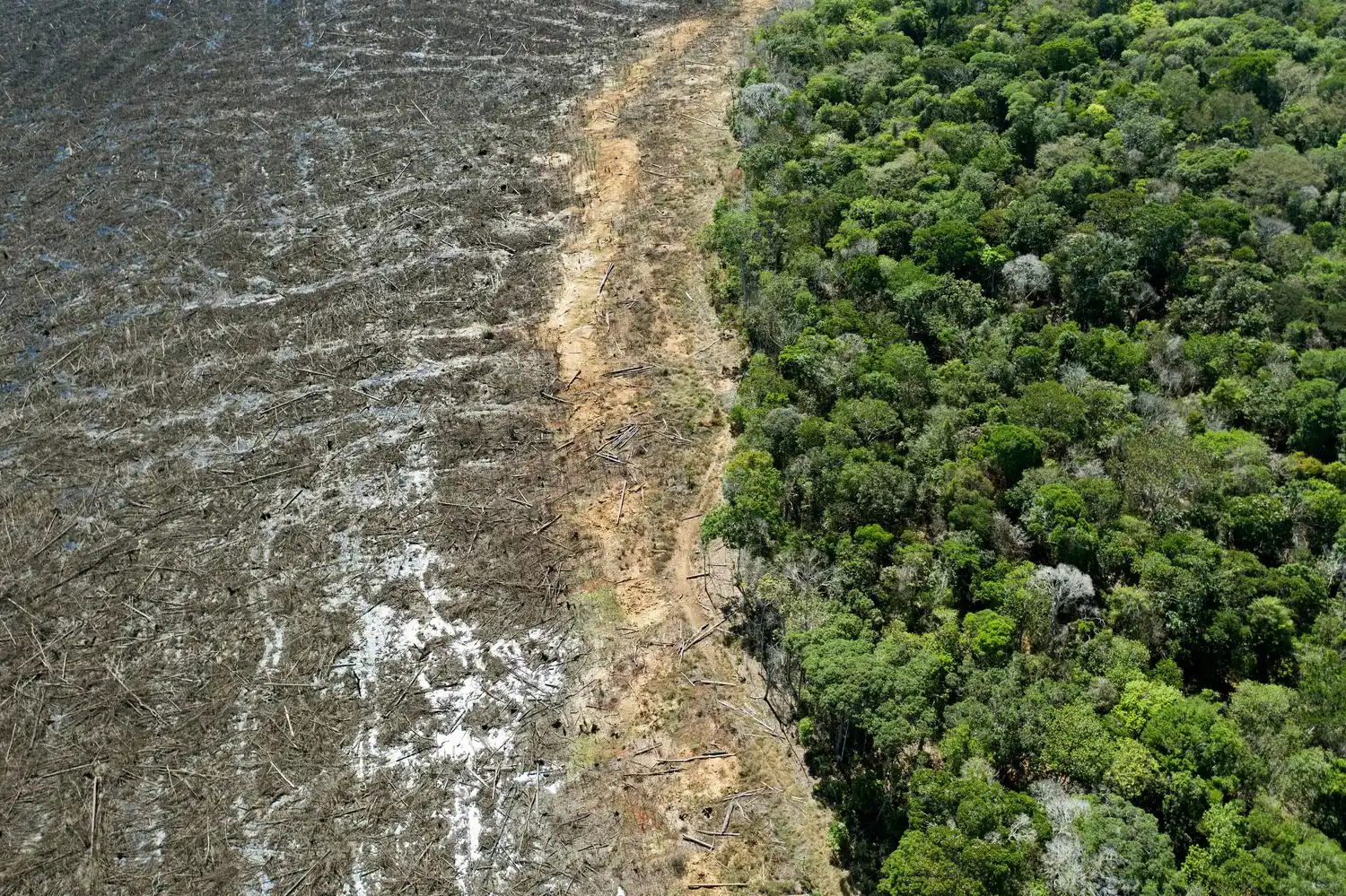 La deforestación en la Amazonia se dispara y alcanza el récord en 12 años
