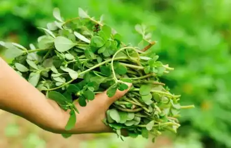 Verdolaga: La planta que ayuda a combatir el calor