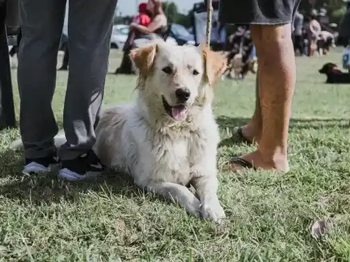 Los quirófanos móviles para animales recorrerán nuevos barrios: conocé dónde estarán