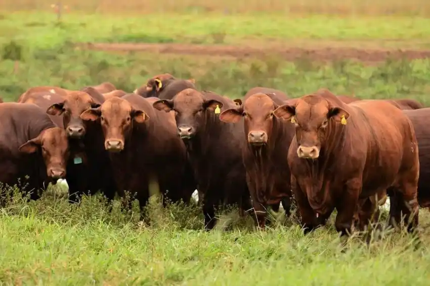 “Se cierra un año muy bueno en ganadería y con condiciones ideales para la agricultura”