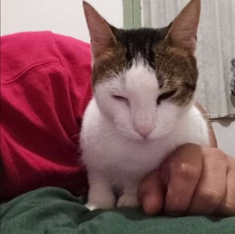 Se perdió Flora que es gato macho