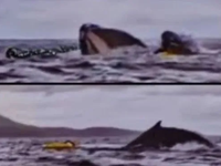 Una ballena se tragó a un hombre y luego lo expulsó