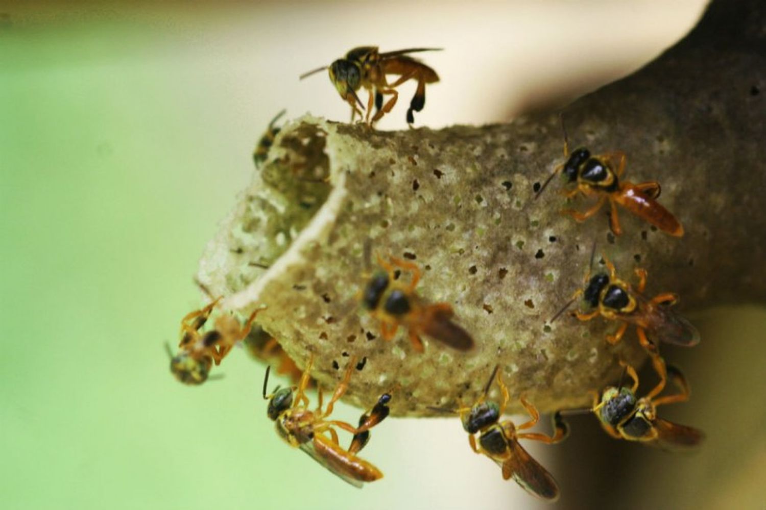 Detuvieron un desalojo tirándoles abejas a los policías: varios heridos con múltiples picaduras