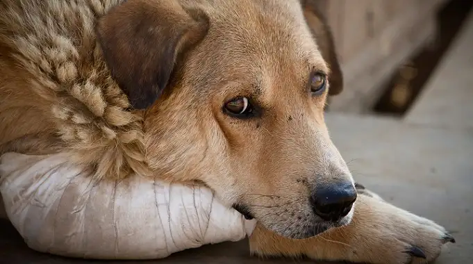 Organizan la primera marcha contra el maltrato animal en Gualeguaychú
