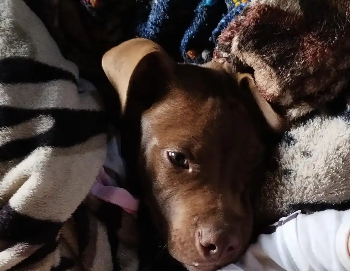 Perro perdido: buscan a un perro pitbull