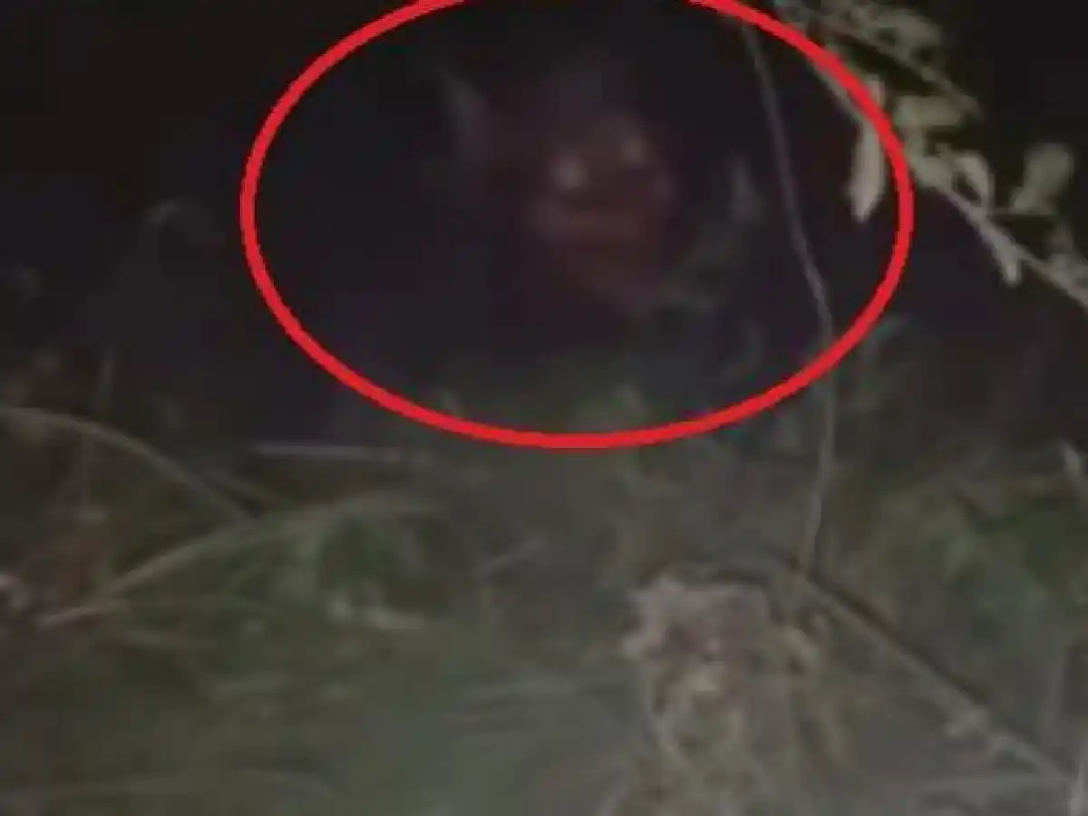 Horrible criatura del monte genera miedo y misterio en Villa Fiusa - Yucat