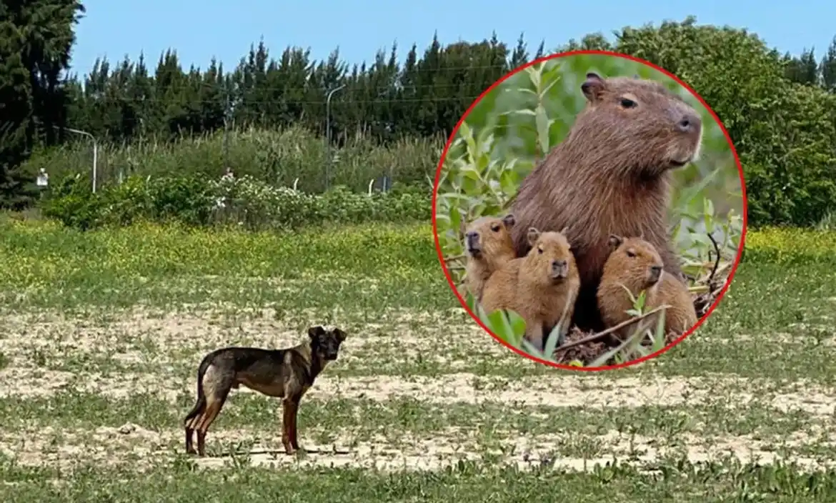 Vecinos de Nordelta denuncian que perros salvajes atacan carpinchos y cazan a sus crías