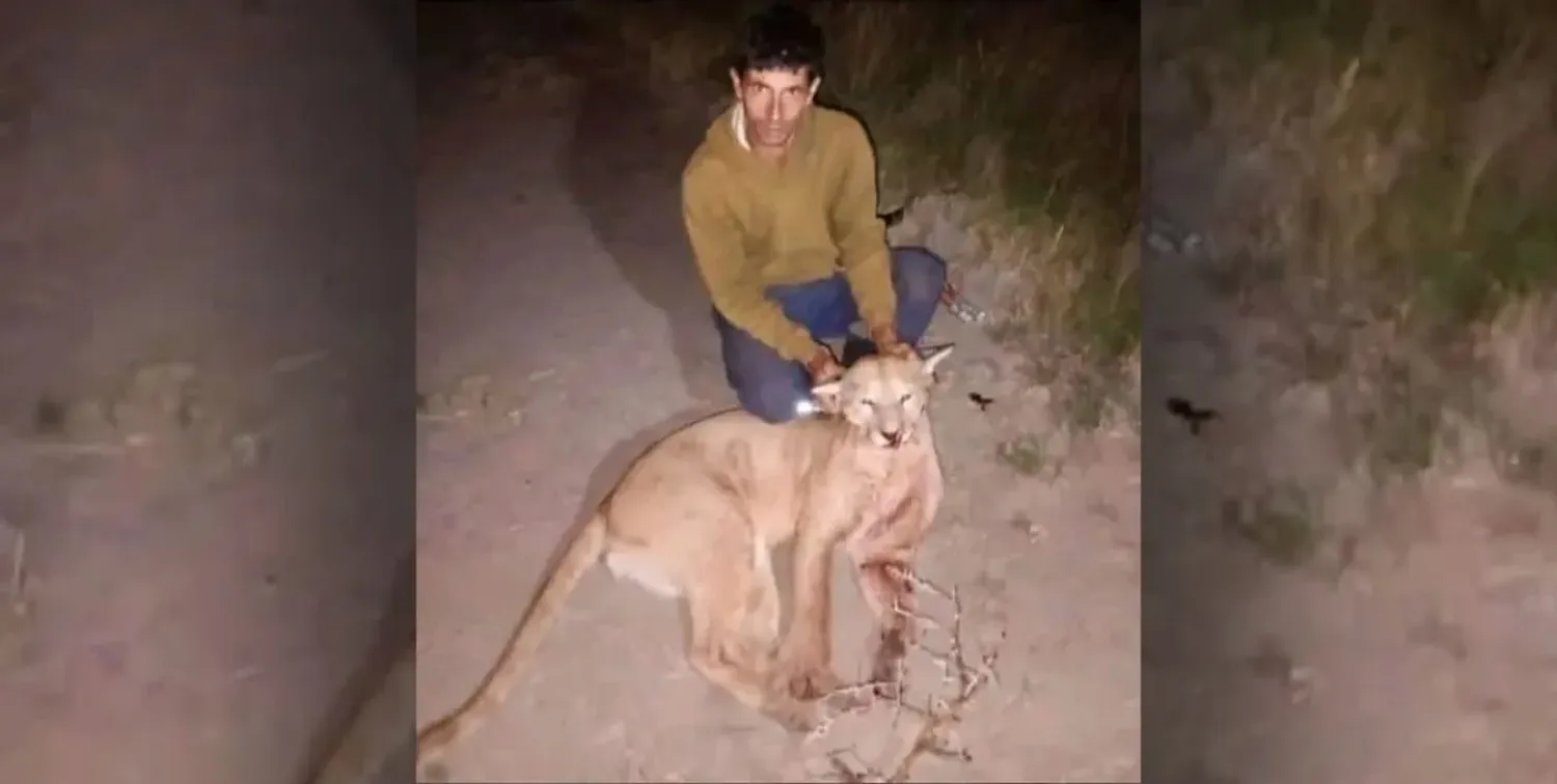 Cazó un puma y con total impunidad lo subió a sus redes sociales