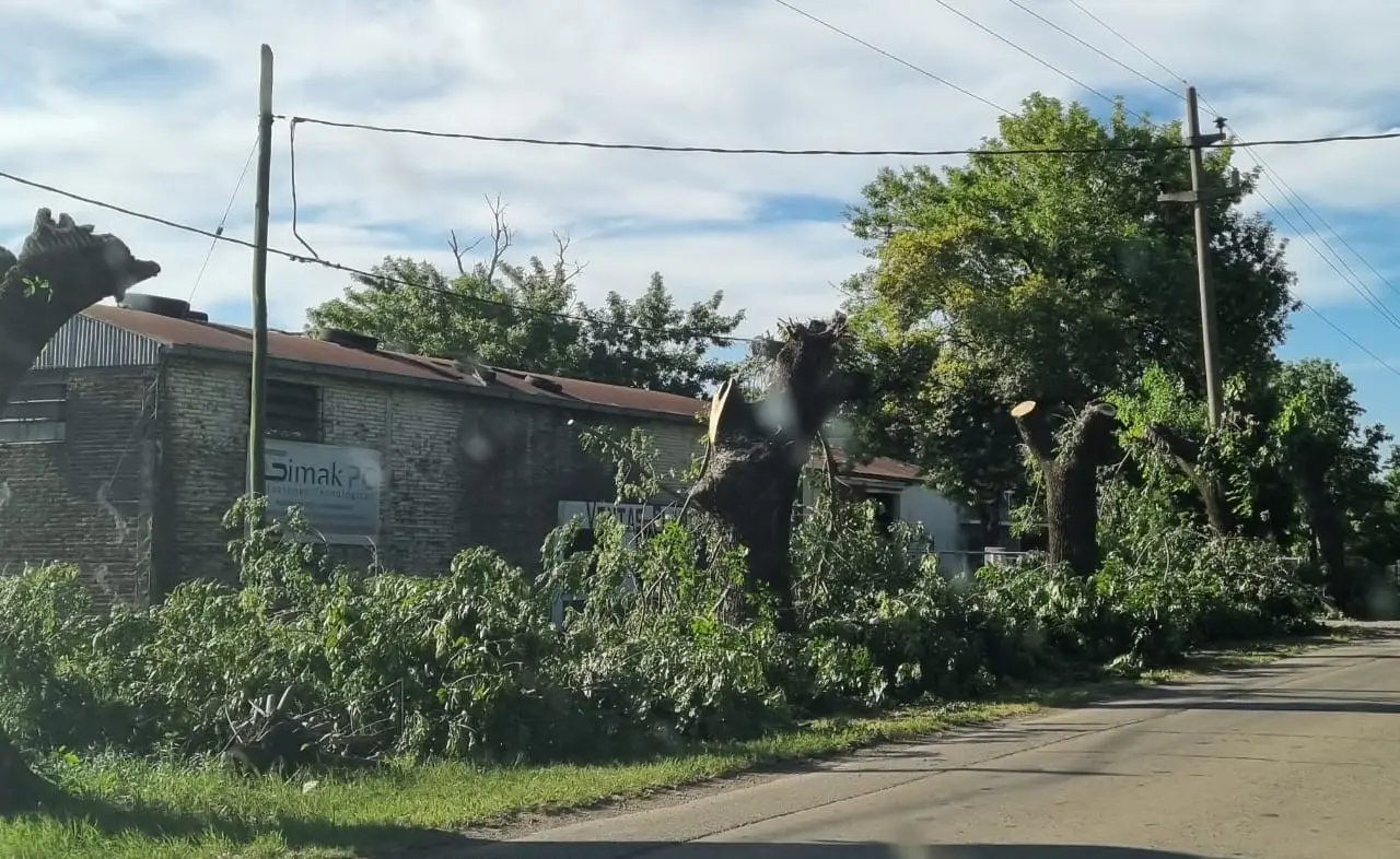 Así es la poda que la Coopser realiza sobre los árboles que crecen y resisiten a la vera de la Ruta 191.