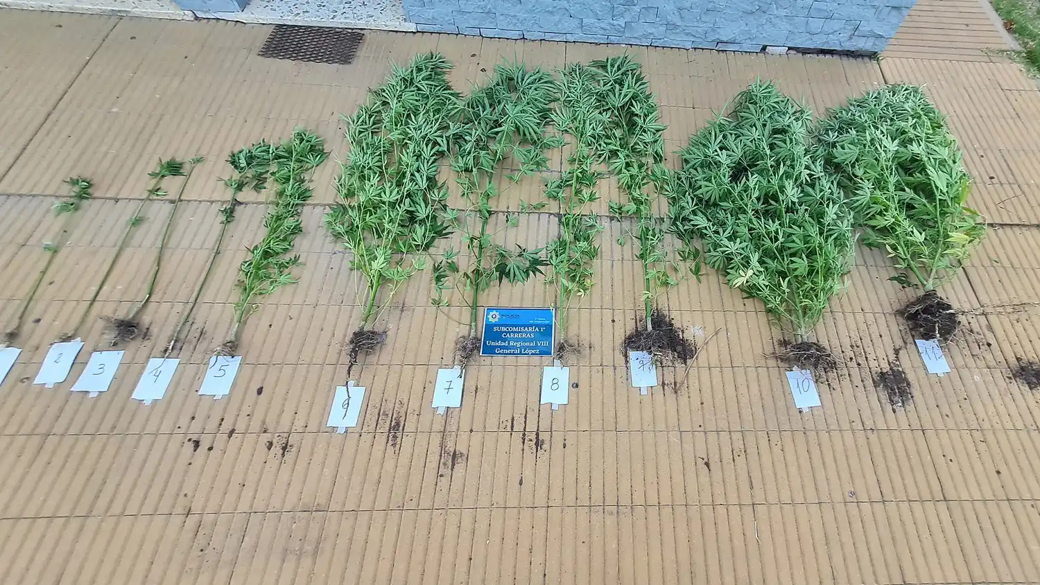 Las plantas incautadas por la policía.