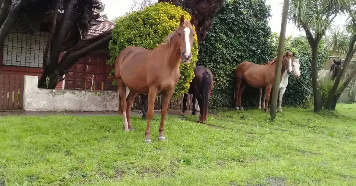 Vecinos de Playa Serena, preocupados por caballos sueltos en la calle