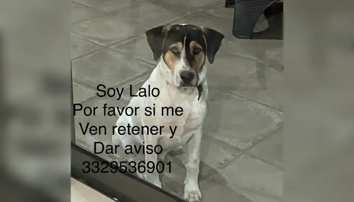 Mascotas: buscan a Lalo