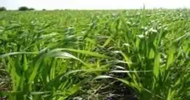 Crecería sólo en un 20% el área de trigo en Entre Ríos