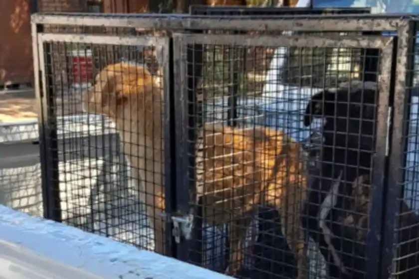 Rescataron a dos perros en malas condiciones de salud en zona sur