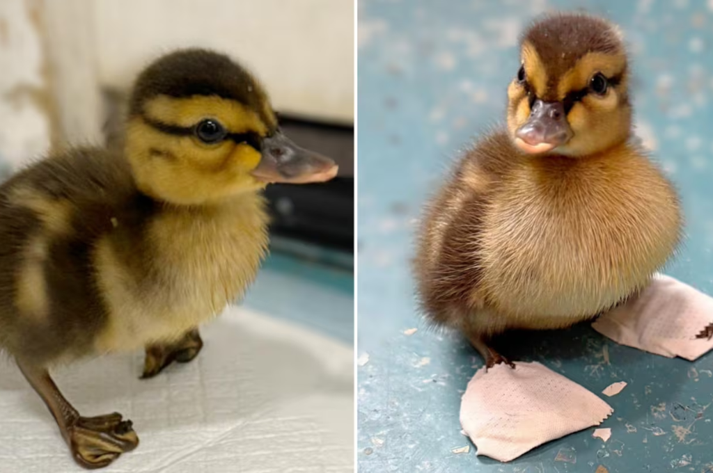 Los nudillos del patito se mantienen enrollados, lo que le impide caminar por sus propios medios (Foto: Newhouse Wildlife Rescue).