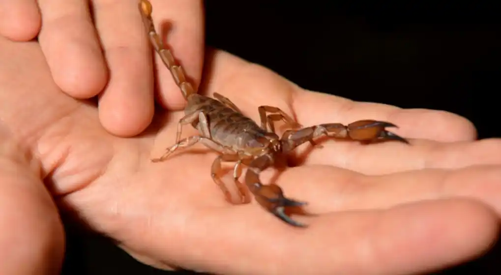 Temporada de alacranes: «El 80% de las picaduras son en manos y pies”