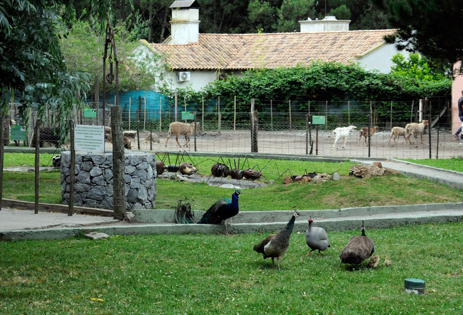 Granja los Pibes no realizará más rescates locales de fauna silvestre