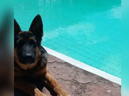 Mascotas: continúan buscando a Muñeco