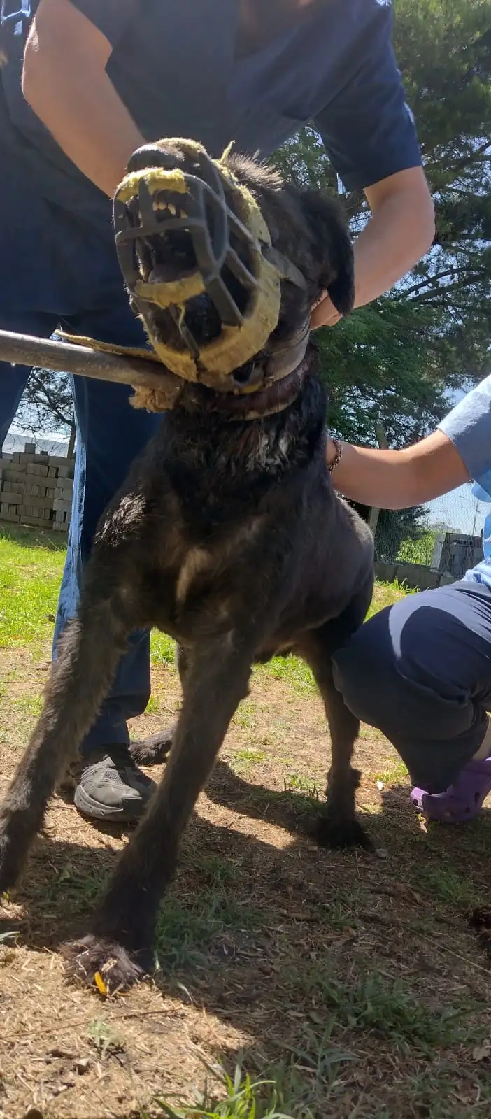 Comisario, el perro en cuestión con el uso de bozal, método criticado por la denunciante Zalazar