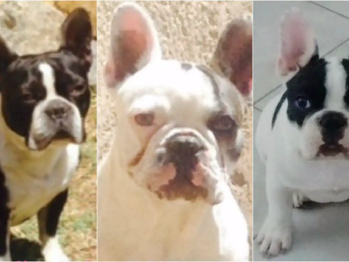 Córdoba: le robaron tres perros y al otro día le desvalijaron la casa