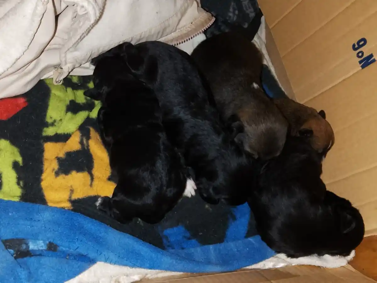 Perritos rescatados por Keila