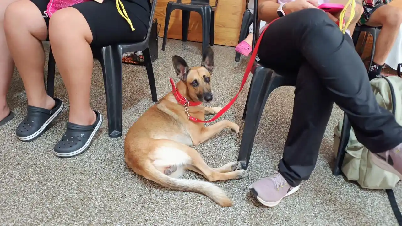 Castraciones en tu Barrio llega a Los Nogales con servicios gratuitos para perros y gatos