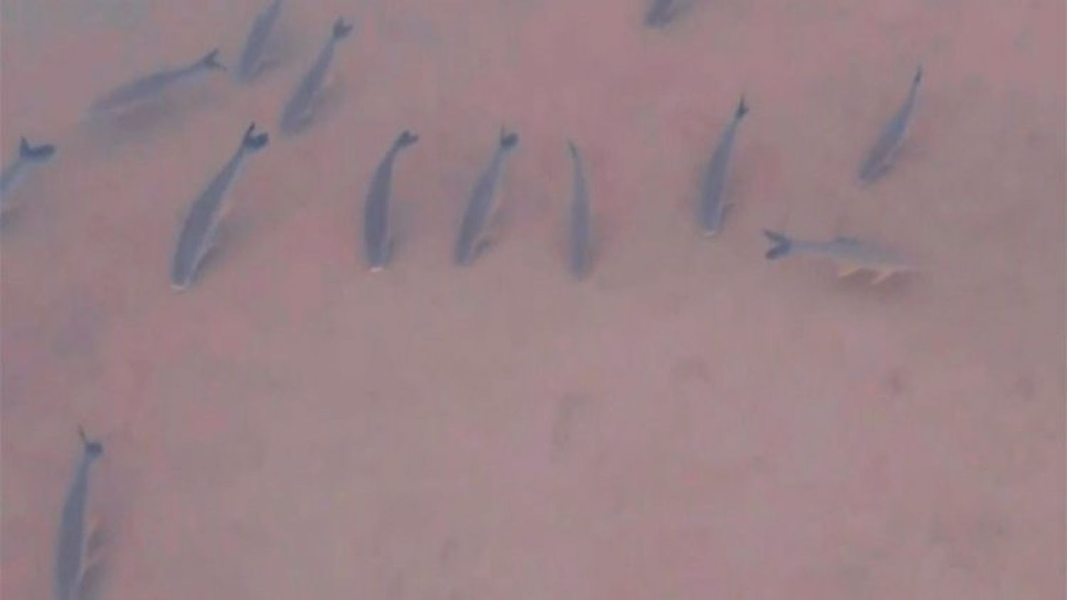 Bajante del Paraná: el video de un cardumen que se desplaza por el río