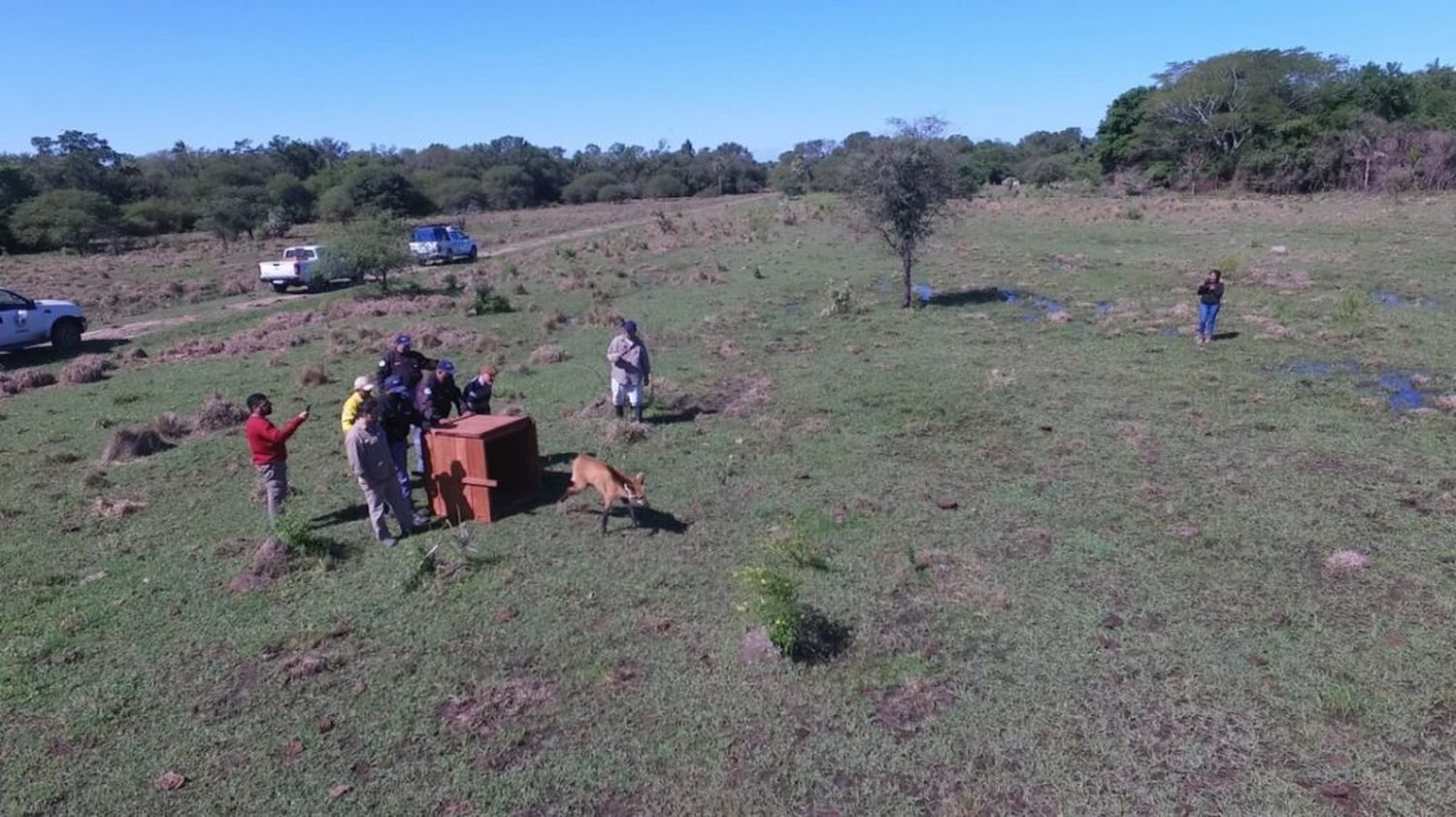 Liberaron a un aguará guazú que había sido rescatado días atrás