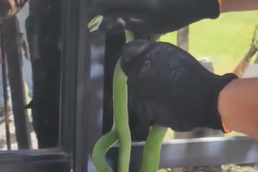 Rescataron a una serpiente enroscada en un árbol de una casa en zona oeste