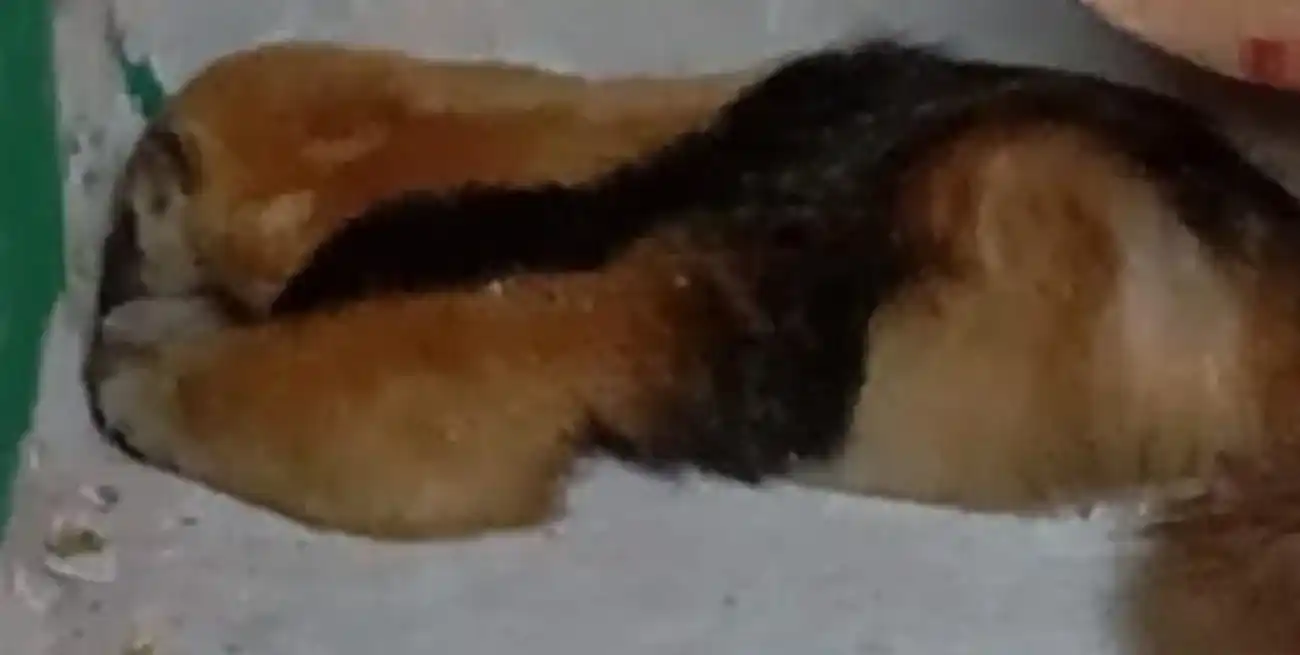 El oso se encuentra en muy buen estado de salud.