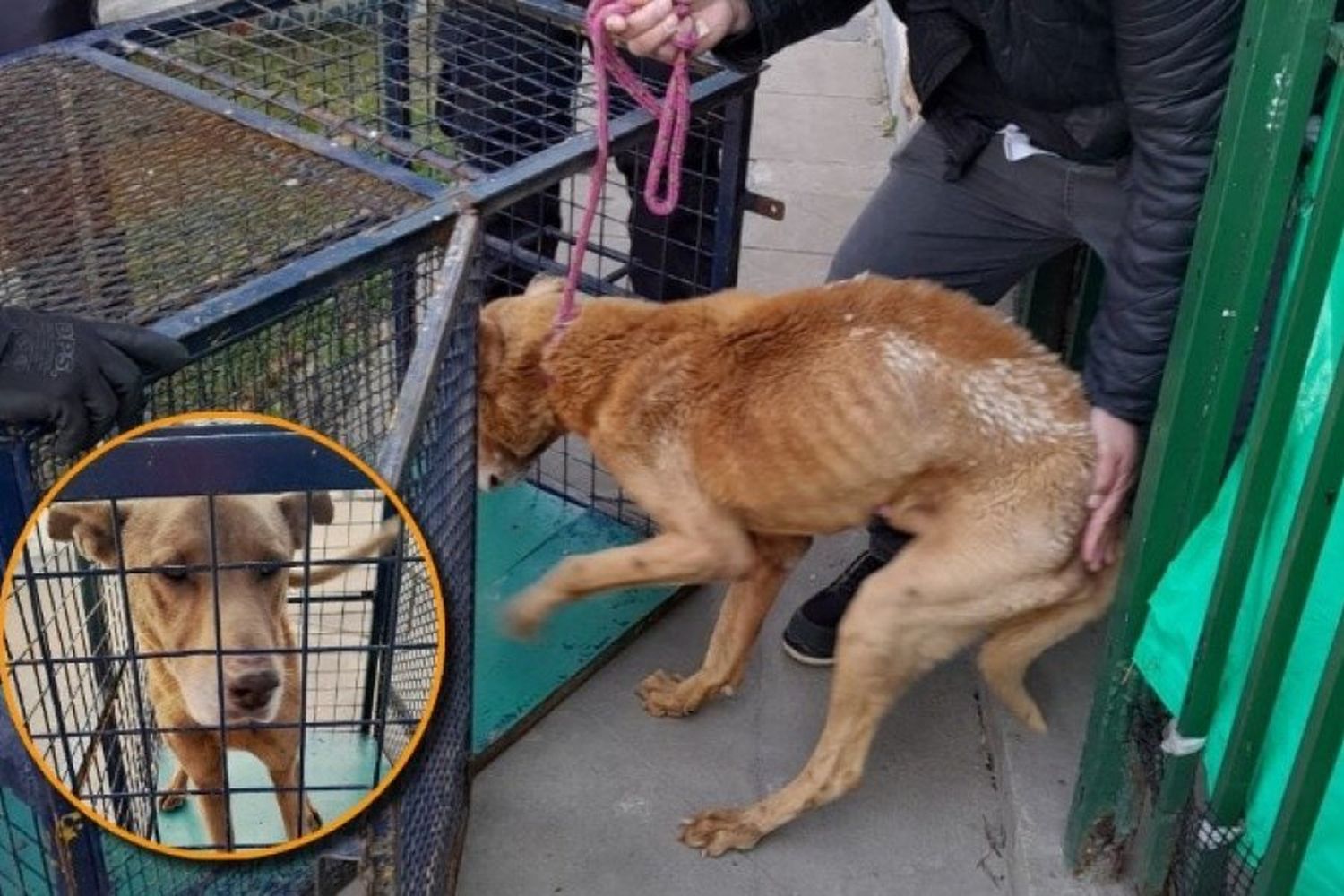 El municipio solicitó la investigación penal contra una familia rosarina por maltrato animal