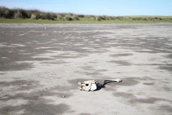 Tres Arroyos y la zona, en Emergencia por sequía